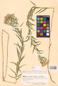 Galatella biflora (L.) Nees, Eastern Europe, Lower Volga region (E9) (Russia)