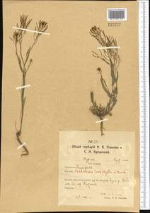 Pseudoarabidopsis toxophylla (M.Bieb.) Al-Shehbaz, O'Kane & R.A.Price, Middle Asia, Northern & Central Kazakhstan (M10) (Kazakhstan)