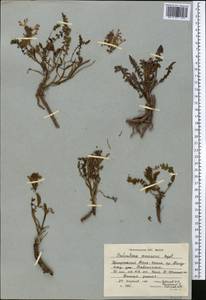 Pedicularis semenowii Regel, Middle Asia, Northern & Central Tian Shan (M4) (Kyrgyzstan)
