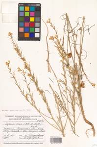 Erysimum canum (Piller & Mitt.) Polatschek, Eastern Europe, North Ukrainian region (E11) (Ukraine)