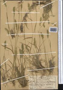 Trisetum spicatum (L.) K.Richt., Middle Asia, Western Tian Shan & Karatau (M3) (Kazakhstan)