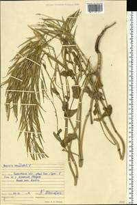 Brassica rapa subsp. sylvestris (L.) Janch., Eastern Europe, Volga-Kama region (E7) (Russia)