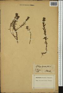 Lythrum hyssopifolia L., Western Europe (EUR) (Germany)