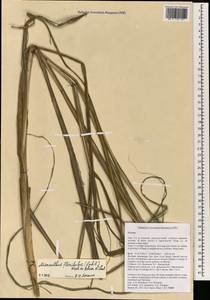 Miscanthus floridulus (Labill.) Warb. ex K.Schum. & Lauterb., South Asia, South Asia (Asia outside ex-Soviet states and Mongolia) (ASIA) (Vietnam)