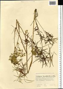 Cenolophium fischeri (Spreng.) W. D. J. Koch, Siberia, Western Siberia (S1) (Russia)
