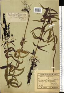 Veronica longifolia L., Siberia, Western Siberia (S1) (Russia)