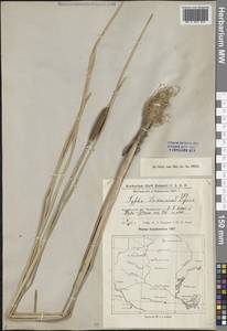 Typha laxmannii Lepech., Middle Asia, Caspian Ustyurt & Northern Aralia (M8) (Kazakhstan)