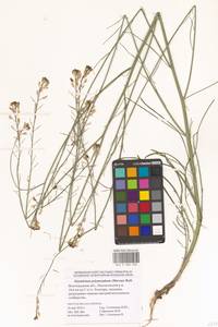 Sisymbrium polymorphum (Murray) Roth, Eastern Europe, Lower Volga region (E9) (Russia)