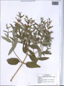 Phlomis herba-venti subsp. pungens (Willd.) Maire ex DeFilipps, Middle Asia, Caspian Ustyurt & Northern Aralia (M8) (Kazakhstan)