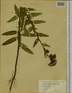 Cirsium arvense (L.) Scop., Siberia, Chukotka & Kamchatka (S7) (Russia)