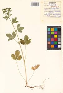 Potentilla norvegica L., Siberia, Russian Far East (S6) (Russia)