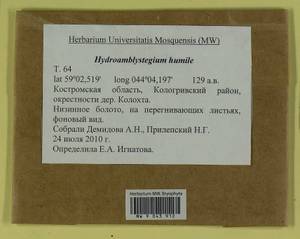 Hygroamblystegium humile (P. Beauv.) Vanderp., Hedenäs & Goffinet, Bryophytes, Bryophytes - Middle Russia (B6) (Russia)