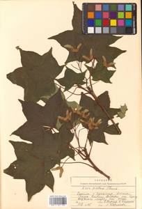 Acer pictum subsp. mayrii (Schwer.) H.Ohashi, Siberia, Russian Far East (S6) (Russia)