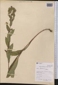 Symphyotrichum laeve (L.) Á. Löve & D. Löve, America (AMER) (Canada)