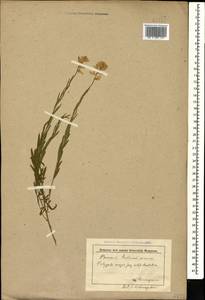 Polygala anatolica Boiss. & Heldr., Caucasus, Krasnodar Krai & Adygea (K1a) (Russia)