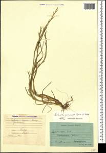 Lolium persicum Boiss. & Hohen., Caucasus, Armenia (K5) (Armenia)