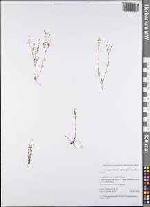 Arenaria serpyllifolia L., Eastern Europe, Lower Volga region (E9) (Russia)