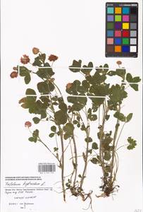 Trifolium hybridum L., Eastern Europe, Moscow region (E4a) (Russia)