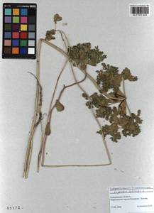 KUZ 001 643, Euphorbia helioscopia L., Siberia, Altai & Sayany Mountains (S2) (Russia)