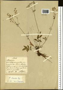 Potentilla discolor Bunge, South Asia, South Asia (Asia outside ex-Soviet states and Mongolia) (ASIA) (China)