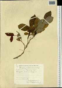 Elliottia bracteata (Maxim.) Benth. & Hook. fil., Siberia, Russian Far East (S6) (Russia)