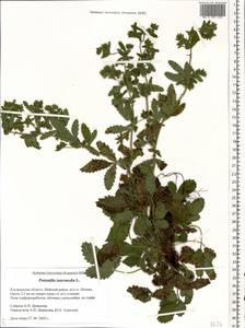 Potentilla intermedia L., Eastern Europe, Central forest region (E5) (Russia)