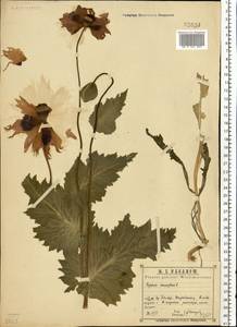 Papaver somniferum L., Eastern Europe, Central region (E4) (Russia)