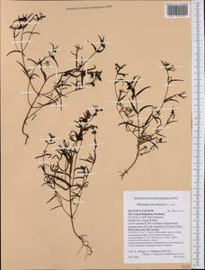 Melampyrum pratense L., Western Europe (EUR) (United Kingdom)