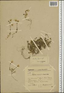 Cerastium alpinum L., Eastern Europe, Northern region (E1) (Russia)