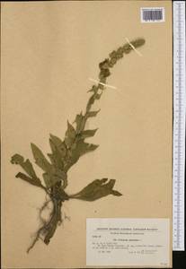 Verbascum phlomoides L., Western Europe (EUR) (Bulgaria)