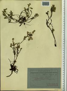 Artemisia frigida Willd., Siberia, Yakutia (S5) (Russia)