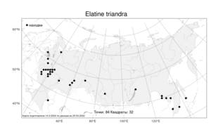Elatine triandra Schkuhr, Atlas of the Russian Flora (FLORUS) (Russia)