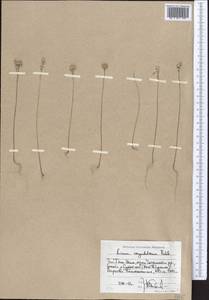 Linum corymbulosum Rchb., Middle Asia, Western Tian Shan & Karatau (M3) (Uzbekistan)