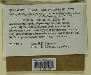 Isopterygiopsis catagonioides (Broth.) Ignatov & Ignatova, Bryophytes, Bryophytes - Russian Far East (excl. Chukotka & Kamchatka) (B20) (Russia)