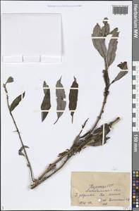 Salix, Middle Asia, Caspian Ustyurt & Northern Aralia (M8) (Kazakhstan)