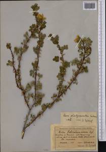 Rosa platyacantha Schrenk, Middle Asia, Northern & Central Tian Shan (M4) (Kazakhstan)