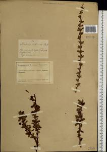 Berberis sibirica Pall., Siberia, Altai & Sayany Mountains (S2) (Russia)