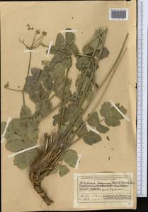 Semenovia dasycarpa (Regel & Schmalh.) Korovin ex Pimenov & V. N. Tikhom., Middle Asia, Pamir & Pamiro-Alai (M2) (Tajikistan)