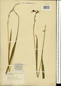 Gladiolus imbricatus L., Crimea (KRYM) (Russia)