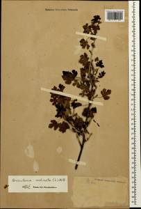 Ribes uva-crispa, Caucasus (no precise locality) (K0)