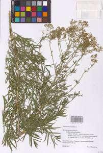 Thalictrum lucidum L., Eastern Europe, Central forest-and-steppe region (E6) (Russia)