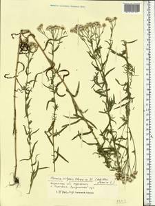 Achillea ptarmica subsp. ptarmica, Eastern Europe, Central forest region (E5) (Russia)
