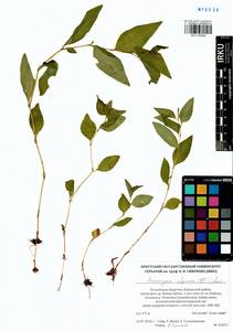 Koenigia alpina (All.) T. M. Schust. & Reveal, Siberia, Baikal & Transbaikal region (S4) (Russia)