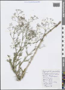 Gypsophila paniculata L., Crimea (KRYM) (Russia)