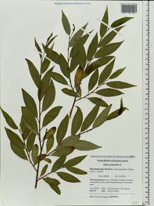 Salix pentandra L., Eastern Europe, Northern region (E1) (Russia)