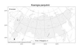 Koenigia panjutinii (Kharkev.) T. M. Schust. & Reveal, Atlas of the Russian Flora (FLORUS) (Russia)