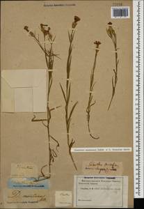 Dianthus caucaseus Sims, Caucasus (no precise locality) (K0)