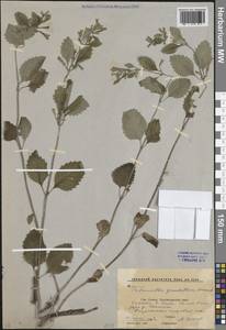 Clinopodium grandiflorum subsp. grandiflorum, Caucasus, Stavropol Krai, Karachay-Cherkessia & Kabardino-Balkaria (K1b) (Russia)