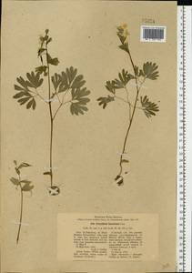 Corydalis bracteata (Steph.) Pers., Eastern Europe, North-Western region (E2) (Russia)
