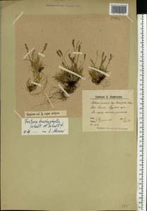 Festuca brachyphylla Schult. & Schult.f., Eastern Europe, Northern region (E1) (Russia)